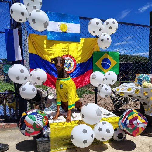 Doggiesgarden mundial (1)