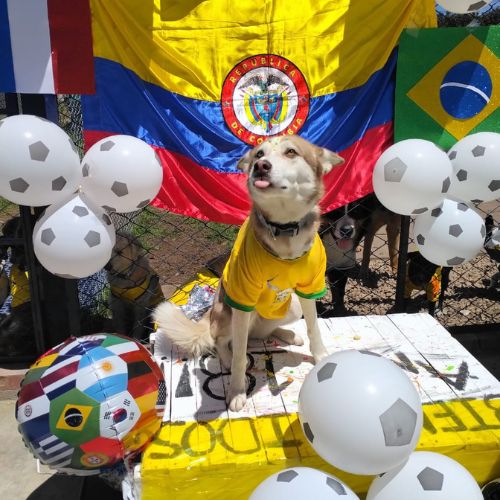 Doggiesgarden mundial (2)