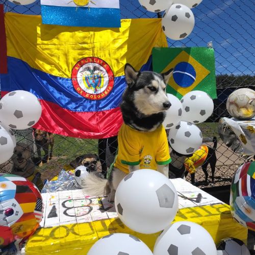 Doggiesgarden mundial (4)