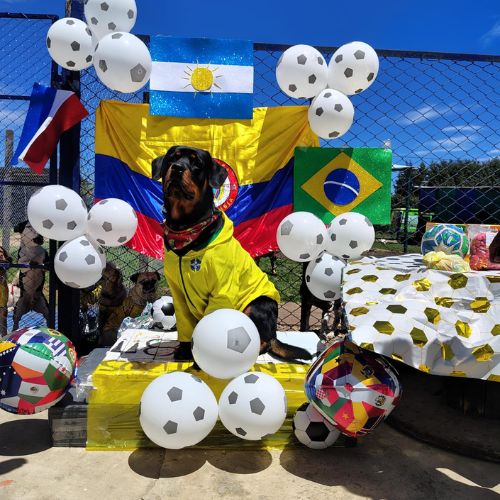 Doggiesgarden mundial (5)