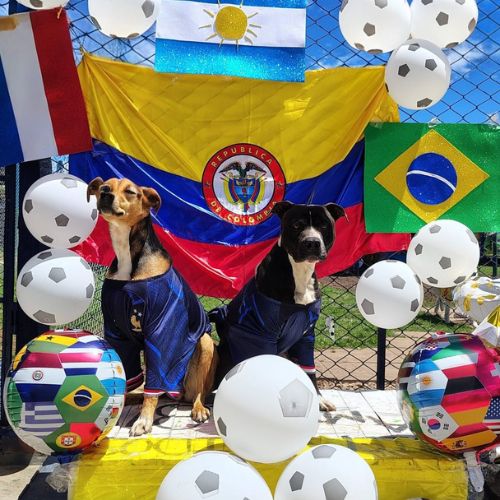 Doggiesgarden mundial (6)