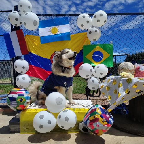 Doggiesgarden mundial (7)